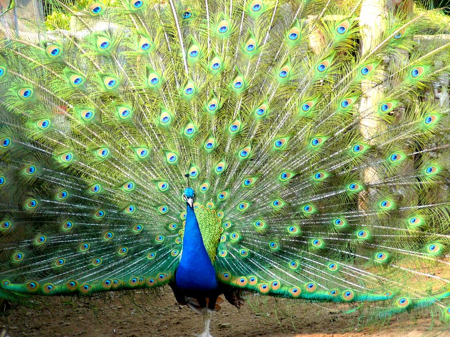 Peacock Feather Meaning Explained: What Do They Symbolize?