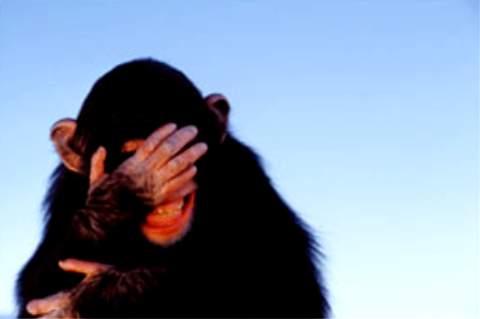 Embarrassed%20chimpanzee_Tim%20Davis.jpg