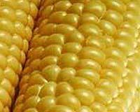 corn-vegetable-bg.jpg