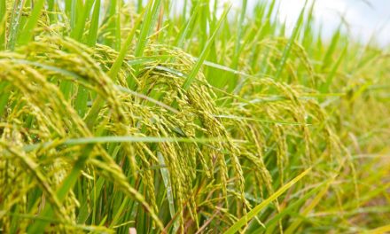 Origins of Rice in India