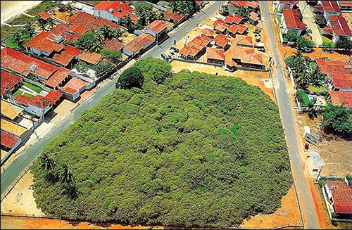 Cashew Tree