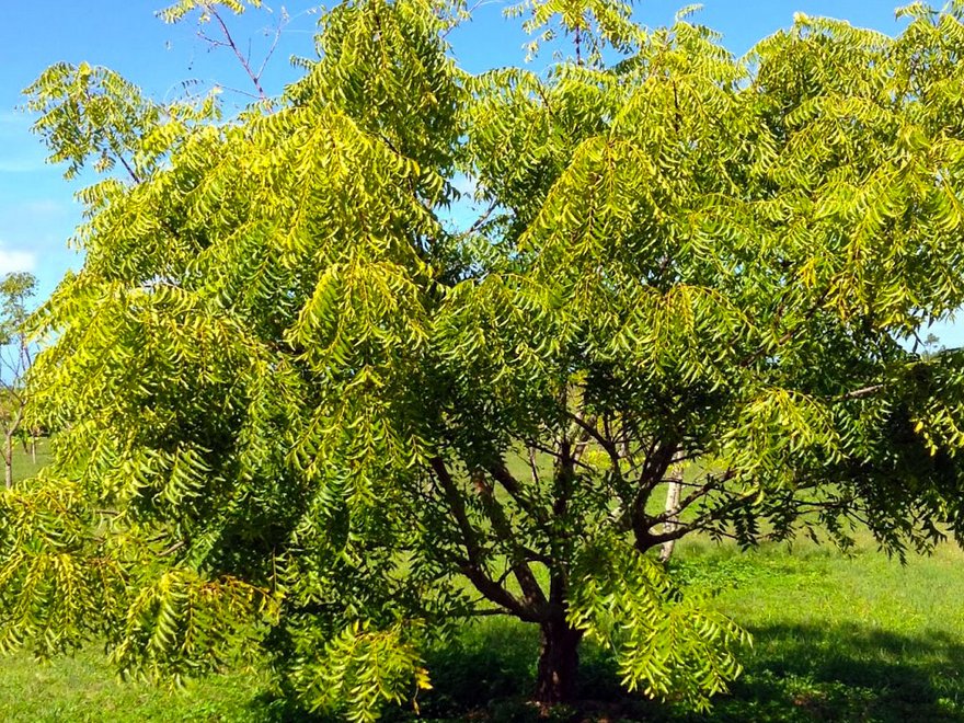 Neem-Tree1