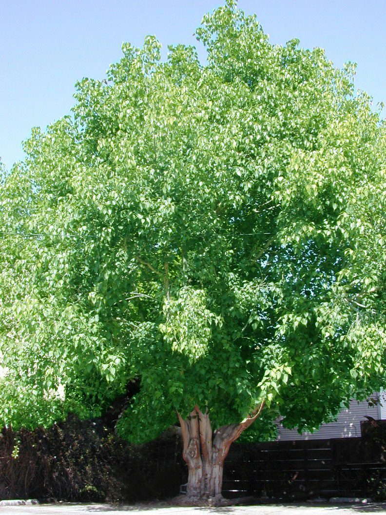 Pipal Tree