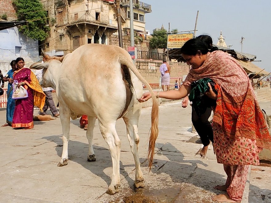 cow urine