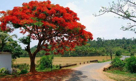 My Friend the Gulmohar Tree