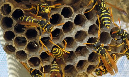 Kita-Bhringi-Nyaya: The Maxim of the Trapped Worm and the Wasp