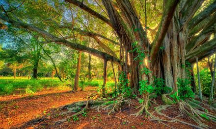 Trees – A Beautiful Gift of Nature