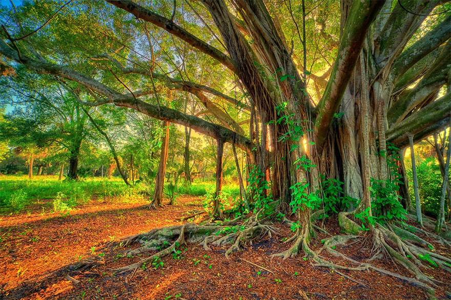 Árboles - Un hermoso regalo de la naturaleza