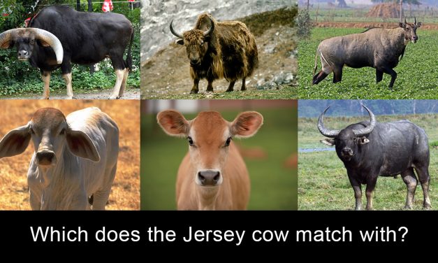 Are Western Breed Cows Actually Cows?